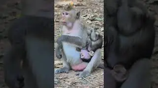 A new life begins in the arms of its mother #monkey #newborn #motherlove #wildlife #nature