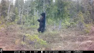07092024 Black Bear Past the Marking Tree