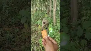 Langoor ne maanga biscuit 🍪 | Jungle ka cute moment 🐒 | #monkey #shorts #wildlife