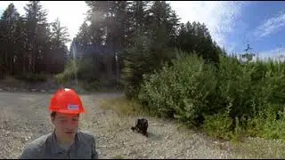 Forest Regeneration 15 years Following a Clearcut (360&deg; Video)