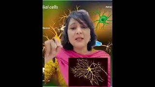 Neuroglia #physiology  #physiologypointers #nervephysiology #drmanusaini #medteach