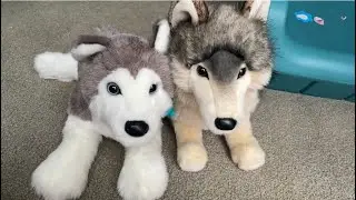 Douglas Smoke Dlux Wolf and my Douglas Geno Husky