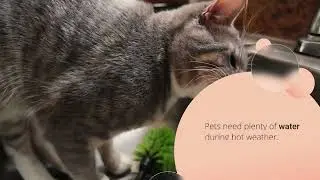 Best Pet Accessories Online | CURLITAIL