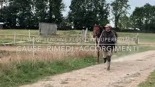 Tenite del cavallo