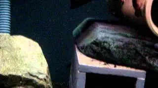 Crocodile fish, crazyfish, Butis Butis, flathead gudgeon Feeding