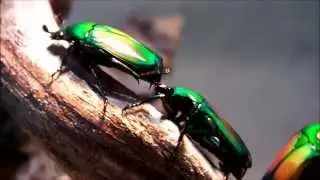 flower beetles: chlorocala africana africana