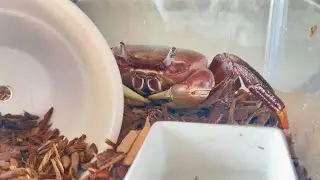 これを見たら、カニの可愛さがわかります🦀