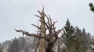 Darkwaterhermit introduces you to his favorite tree, &ldquo;The Wizard,&rdquo; who lived in the White Mountains