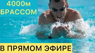 Как плавать брассом 4000м? Заплыв брассом в прямом эфире