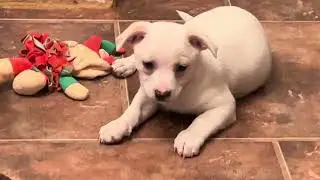Puppy Cam! T puppies loving life! Day 15 Charming Pet Rescue. 