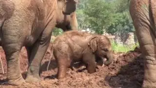 Baby Elephant Dok Rak Outing