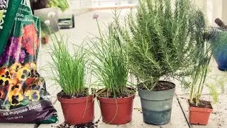 Советы по садоводству от Лили Квонг
