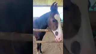 #Rk Yadav #horse lover #horse