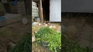 Guinea pig jumping 😁
