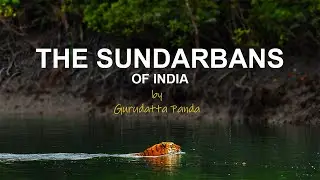 The Sundarbans of India