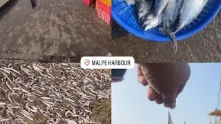 Maple harbar fish market 🐠,🐳🐟🐟