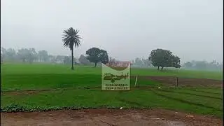 Zafarwal Weather Update: Light Rain Brings Relief, Fog & Smog Reduce &ndash; Positive Impact on Crops