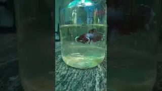 ❤💫||#fighter #fighterfish #fish #fishbreeding #explore #fishlover #fighters #breeding #love #shorts