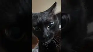 Black cat energy 🐈&zwj;⬛#cat #fpy #foryou #funny #cute #pet #animals #cats #usa🇺🇸 #funnyvideos #usa #cat