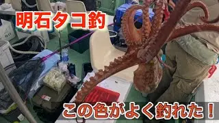 【タコ釣り】明石のタコ釣り　名田屋の船に師匠と乗って！#タコ釣り