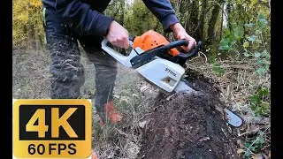 4K - 2/2 - Chainsaw Stihl MS 251 - ASH wood (coupe de Frêne)  - GoPro HERO9