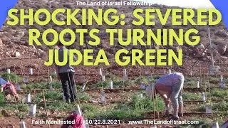 Shocking: Severed Roots Turning Judea Green - Ari Abramowitz: The Land of Israel Fellowship