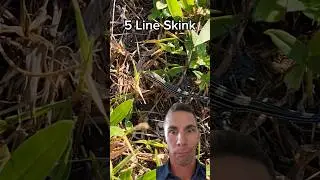 I SAVED it from Certain DEATH!! #florida #funny #dad #dadjokes #skink #lizard #reptile #pun #fyp #ha