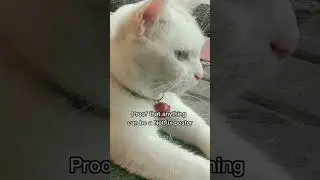 Pretty Cat Poster 🐈🌼 #cat #catlover #catlovers #cats #kitten #catshorts #catvideos
