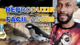 ✅COMO REPRODUZIR BIGODINHO FÁCIL ASSIM