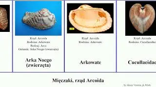 Mięczaki, rząd Arcoida zebra mollusca Anadara Glycymeris zwierzęta chemnitzi Ribriarca Arcida Arka