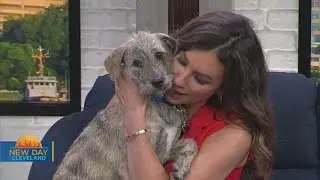 New Day Cleveland: Middleburg Heights Animal Shelter
