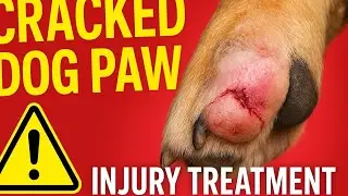 dog ke paw me infection    labrador paw infection Ghar Ka Asli Ilaj, Crack Hone Ke  @LabraKingRahul 