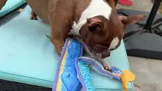 Trying Nocciola No Stuffing Eel Crinkle Dog Toy