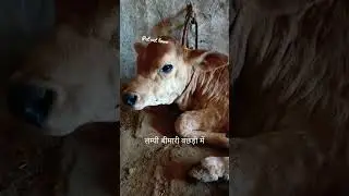 Lumpy Skin Disease in Calf