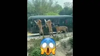 🙆&zwj;♂️OMG: Three tigers attack school bus. See what happened #tiger #tigers #attack #school