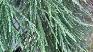 Pflege eines Berg-Mammutbaumes (Sequoiadendron giganteum) - Ein ausgewachsenes Exemplar in DE