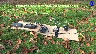 &raquo;BIODATA SONIFICATION OF MUSHROOMS&laquo; (November, 2025) (10/11/2025)
