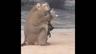 Big Monkey Caring Baby Cat || Pussycats || kitten#shorts #shortvideo #kitten #monkey