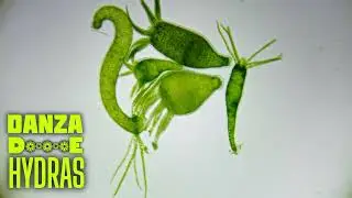 Danza de Hydras: Hydra (Chlorohydra) viridissima (Cnidario)