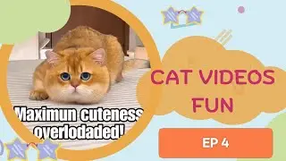 Cute Cats Fun Videos