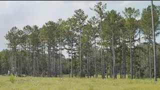 Georgia's timber industry struggles to recover after Hurricane Helene