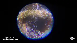 Tarnoise Spaceman - Time Rider [Official Visualizer] | Haustek Records