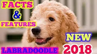 NEW FACTS AND FEATURES OF THE LABRADOODLE BREED DOG 2018 | NEWLY UPDATED | SUBSCRIBE FOR MORE.