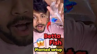 Betta Fish tiskuna guys 😱‼️ DAILY VLOG DAY 83 ! #shorts #fishshorts #telugu #fishes #telugu #vlog
