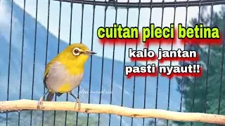 PLECI BETINA BIRAHI PERANGSANG BUNYI ,Bikin Pleci Bustomi Gacor
