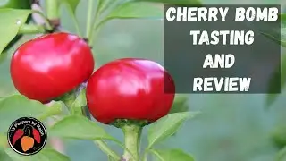 Дегустация и обзор Cherry Bomb