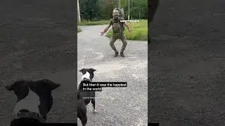 Solder & Dog 🫶🏻 Ukrainian soldier's dog did&rsquo;t recognize its owner after a long separation #shorts