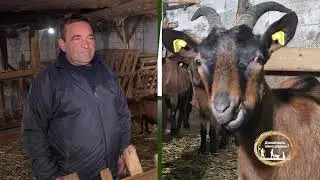 Domaćine kako radiš 24.12.2025. Uzgoj alpino koza