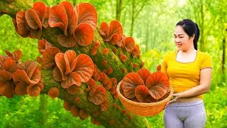 Harvesting Many Elephant Ear Mushrooms & Goes To Market Sell - Traditional Cha Gio dish | L&yacute; Thị Hoa