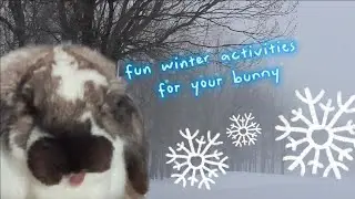 Fun winter activities for you and your bunny